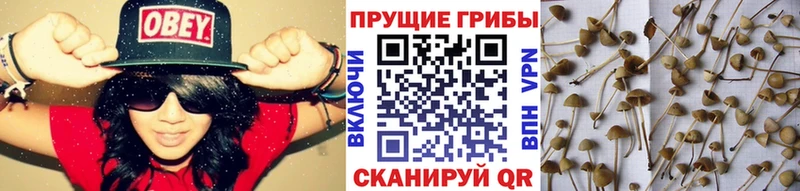 Псилоцибиновые грибы прущие грибы Великий Устюг